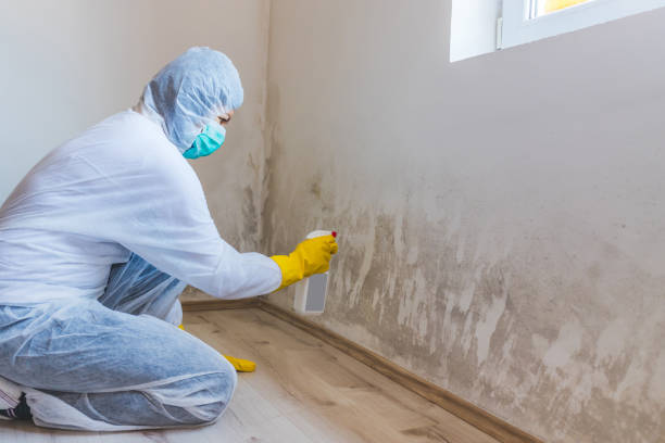 Licensed Commercial Mold Remediation service in Franklin Park, FL - WQB Mold Removal